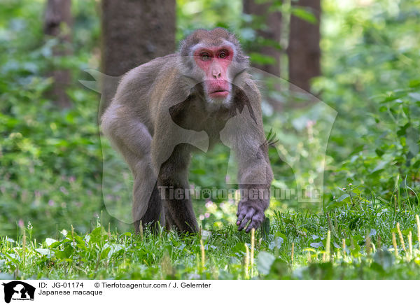 Japanese macaque / JG-01174