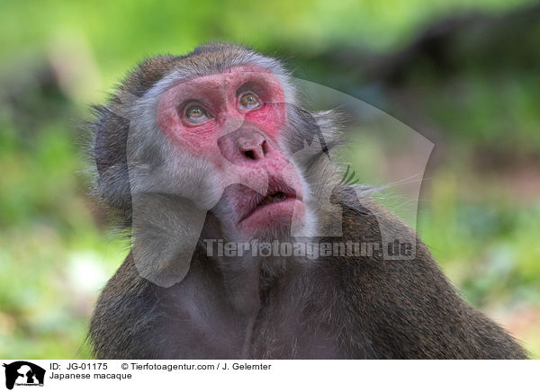 Japanese macaque / JG-01175