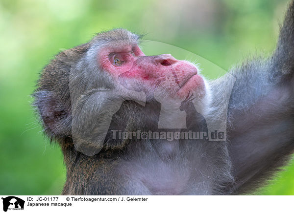 Japanese macaque / JG-01177