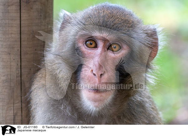 Japanese macaque / JG-01180