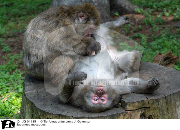 Japanese macaques / JG-01185