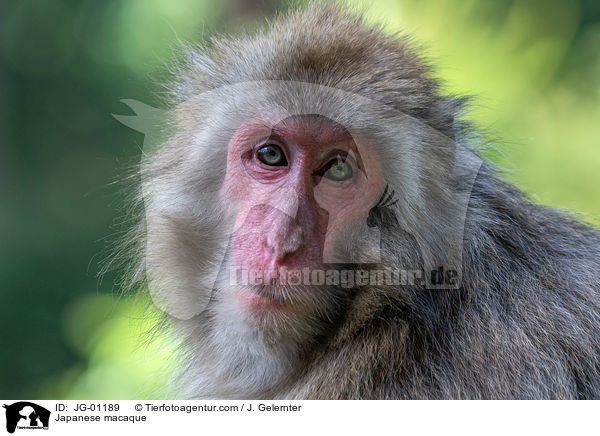 Japanmakake / Japanese macaque / JG-01189