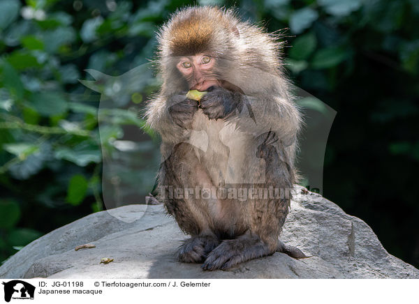 Japanese macaque / JG-01198
