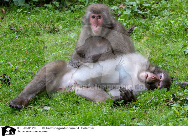 Japanese macaques / JG-01200