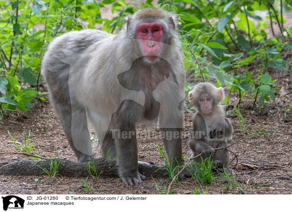 Japanese macaques / JG-01260