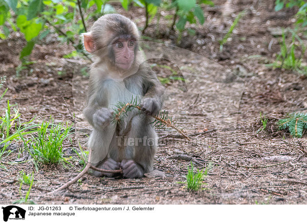 Japanese macaque / JG-01263