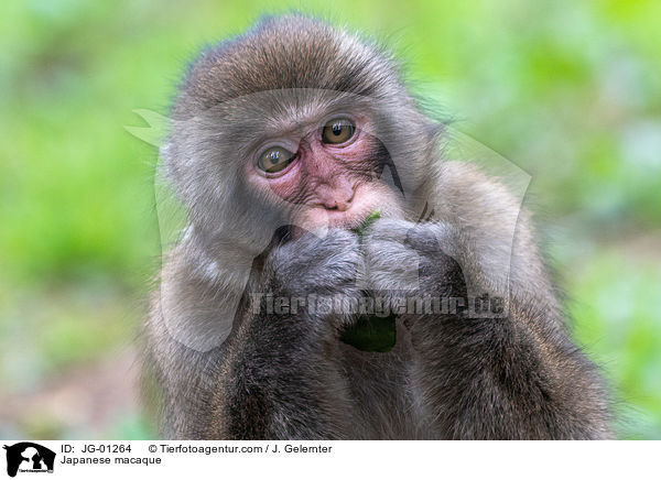 Japanese macaque / JG-01264
