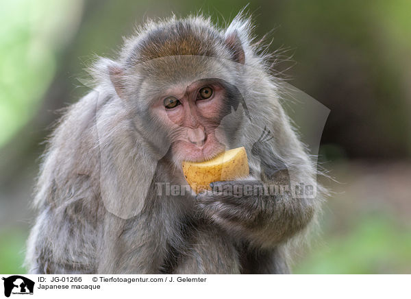 Japanese macaque / JG-01266