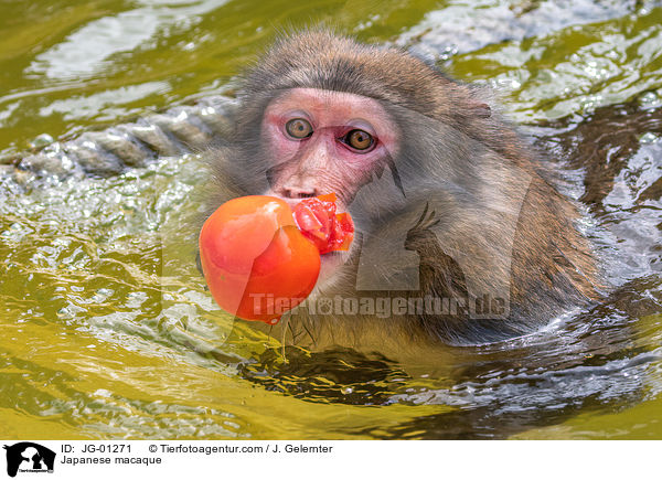 Japanese macaque / JG-01271