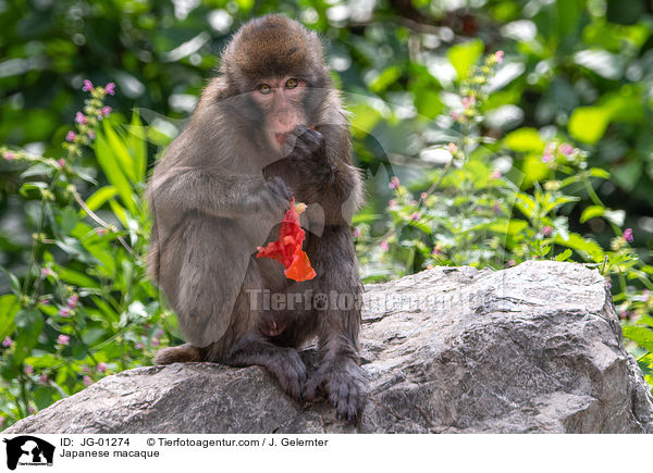 Japanese macaque / JG-01274