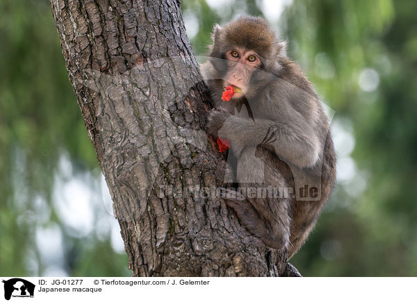 Japanese macaque / JG-01277