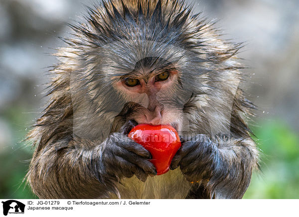Japanese macaque / JG-01279