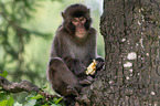 Japanese macaque