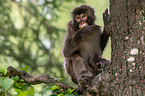 Japanese macaque