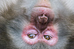 Japanese macaque