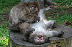 Japanese macaques