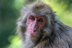 Japanese macaque