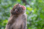 Japanese macaque