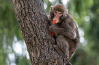 Japanese macaque