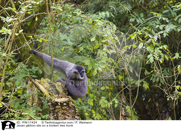 Silbergibbon / Javan gibbon sits on a broken tree trunk / PW-11424