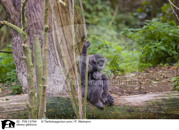 Silbergibbons / silvery gibbons / PW-13794