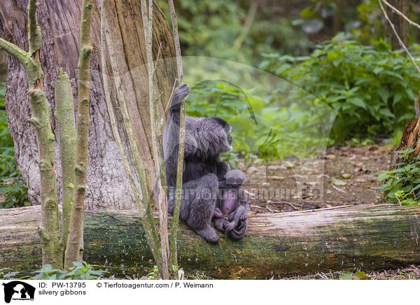 Silbergibbons / silvery gibbons / PW-13795