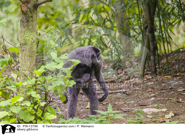Silbergibbons / silvery gibbons / PW-13796