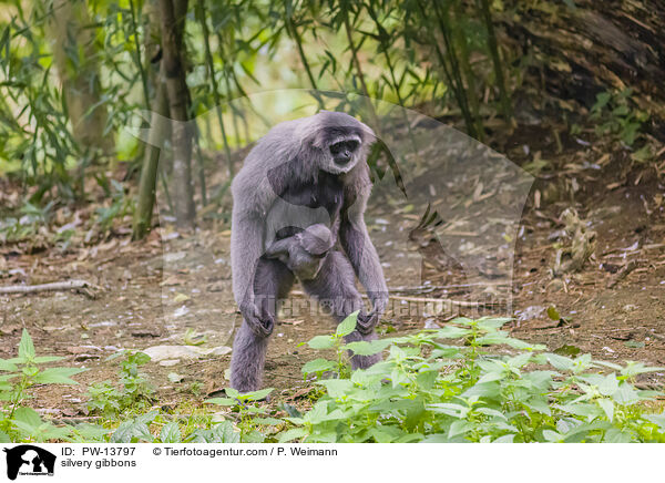 Silbergibbons / silvery gibbons / PW-13797