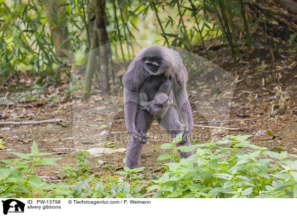 Silbergibbons / silvery gibbons / PW-13798