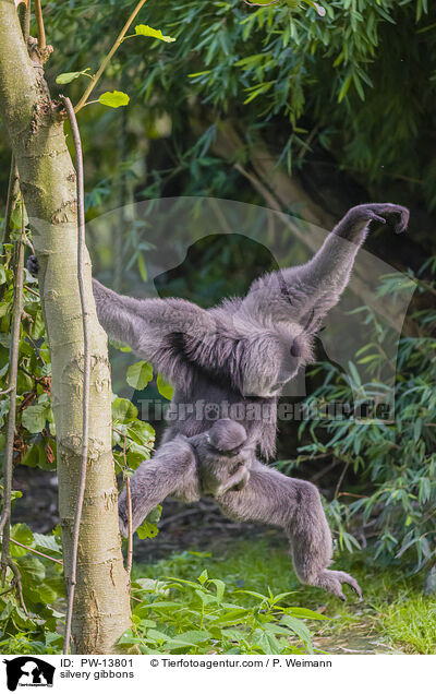 Silbergibbons / silvery gibbons / PW-13801