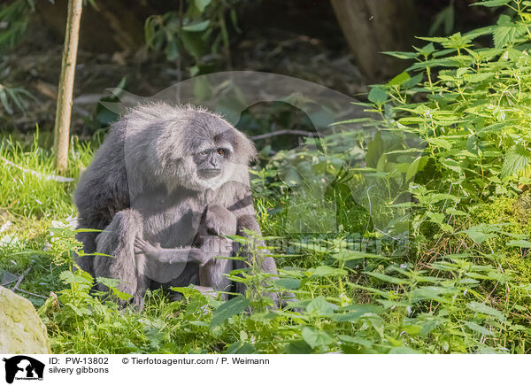 silvery gibbons / PW-13802