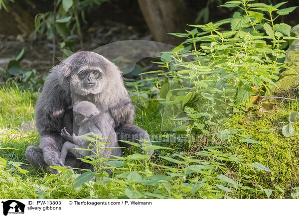 silvery gibbons / PW-13803