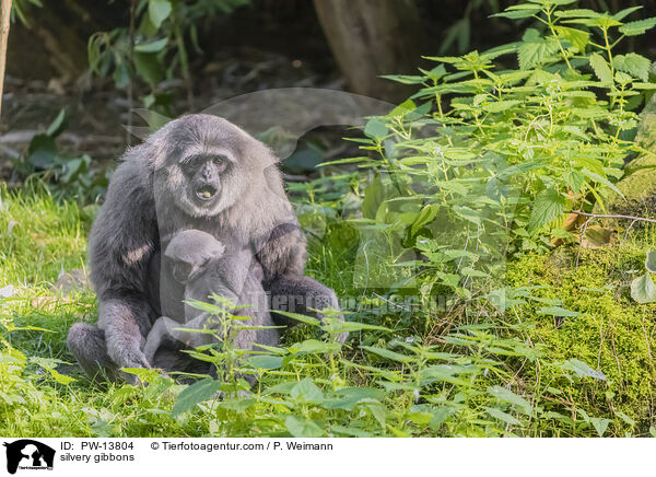 silvery gibbons / PW-13804