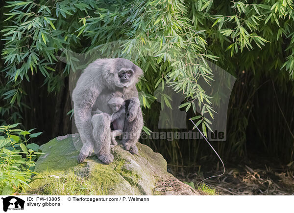Silbergibbons / silvery gibbons / PW-13805