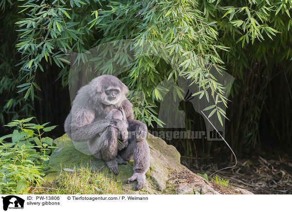 silvery gibbons / PW-13806
