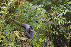 Javan gibbon sits on a broken tree trunk