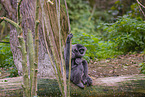 silvery gibbons