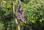 silvery gibbons