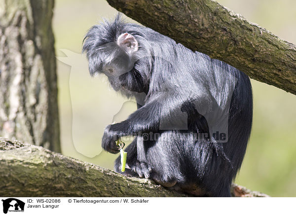 Schwarzer javanischer Langur auf einem Baum sitzend. / Javan Langur / WS-02086