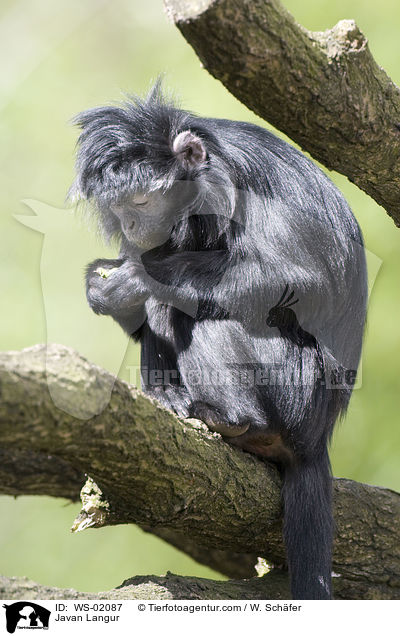 Javan Langur / WS-02087