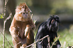 red Javan Langur