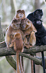 Javan Langurs