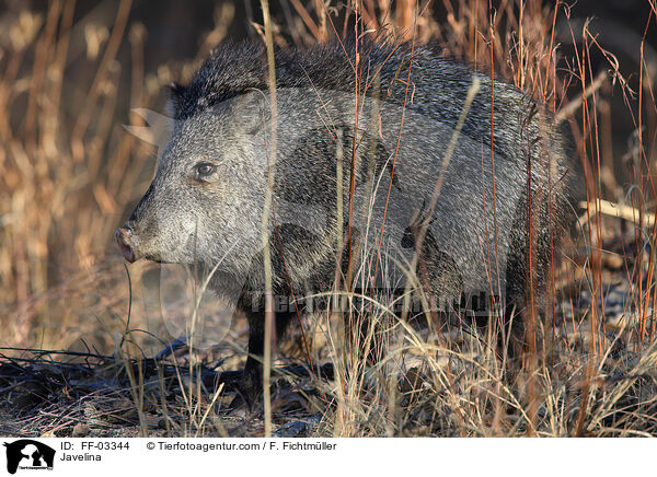 Halsbandpekari / Javelina / FF-03344