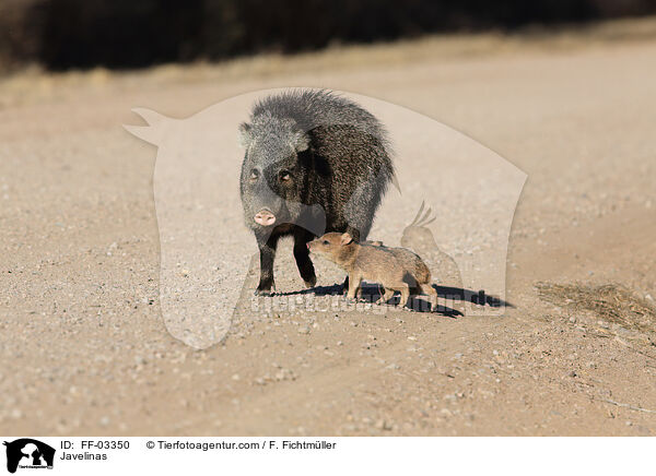 Javelinas / FF-03350