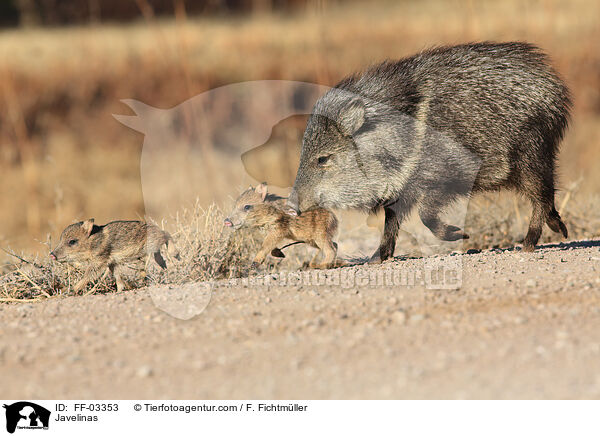 Halsbandpekaris / Javelinas / FF-03353