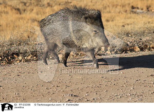 Halsbandpekari / Javelina / FF-03356