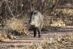 Javelina