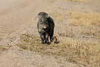 Javelinas