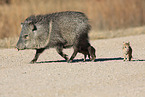 Javelinas