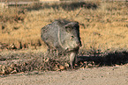 Javelina